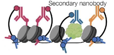 NTT-seq